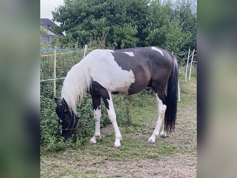 Mustang (americano) Castrone 2 Anni 135 cm Pezzato in Bad Hersfeld