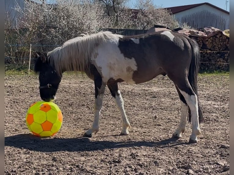 Mustang (americano) Castrone 2 Anni 135 cm Pezzato in Bad Hersfeld