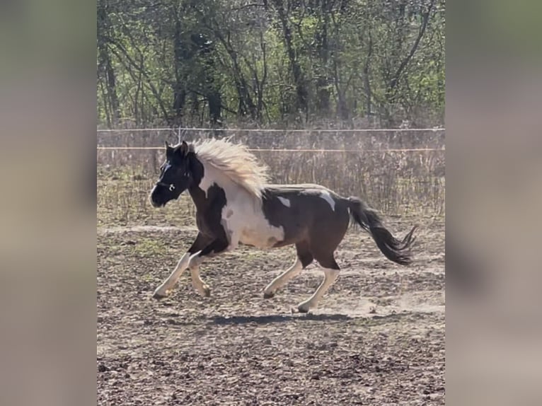 Mustang (americano) Castrone 2 Anni 135 cm Pezzato in Bad Hersfeld