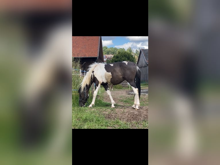 Mustang (americano) Castrone 2 Anni 135 cm Pezzato in Bad Hersfeld