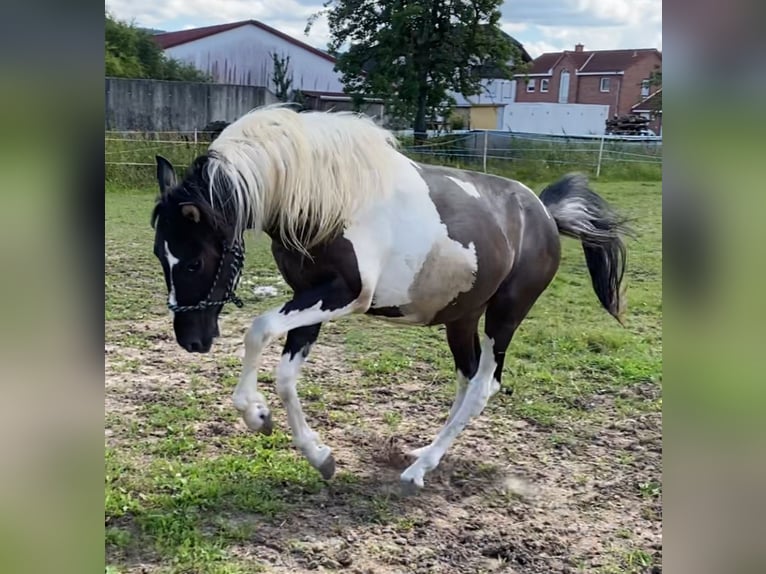 Mustang (americano) Castrone 2 Anni 135 cm Pezzato in Bad Hersfeld