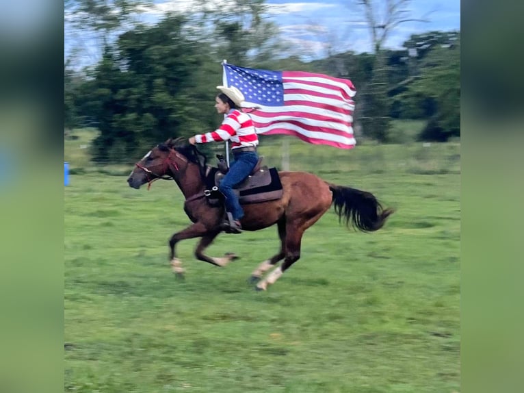Mustang (americano) Castrone 2 Anni 142 cm Baio ciliegia in Franklin, TN