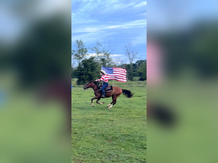 Mustang (americano) Castrone 2 Anni 142 cm  in Franklin