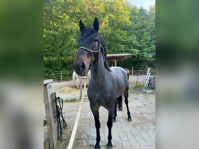 Mustang (americano) Castrone 3 Anni 152 cm  in Breitenfurt bei Wien
