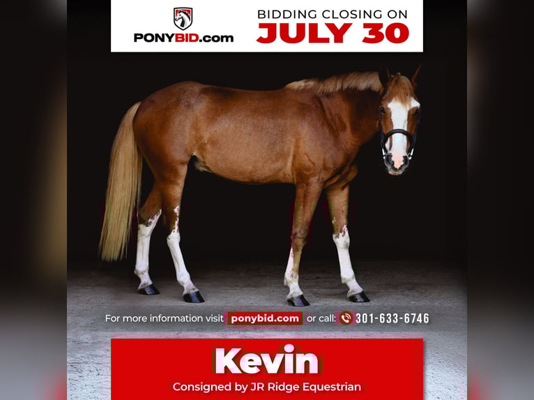 Mustang (americano) Castrone 4 Anni 140 cm Sauro ciliegia in Damascus, MD