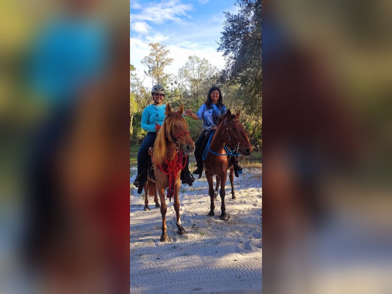 Mustang (americano) Castrone 4 Anni 142 cm Baio ciliegia in Tampa
