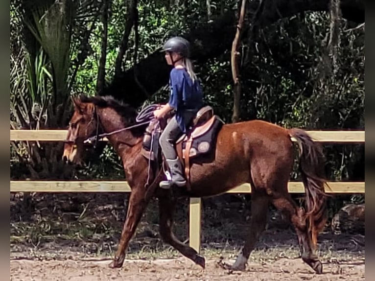 Mustang (americano) Castrone 4 Anni 142 cm Baio ciliegia in Tampa