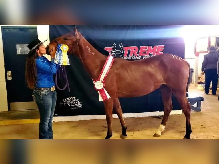 Mustang (americano) Castrone 4 Anni 142 cm Baio ciliegia in Tampa