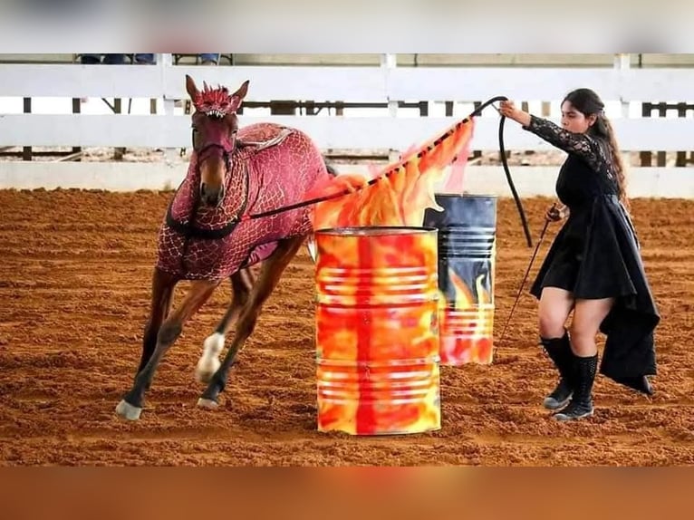 Mustang (americano) Castrone 4 Anni 142 cm Baio ciliegia in Tampa