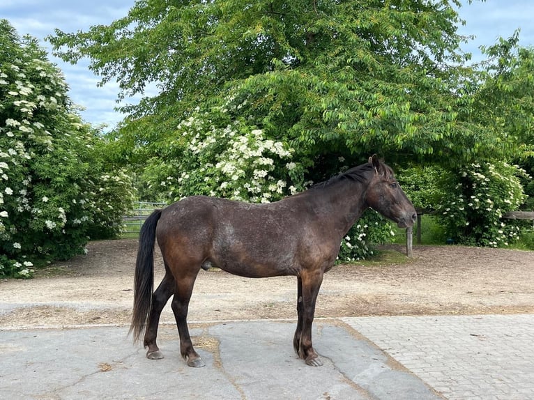 Mustang (americano) Castrone 4 Anni 145 cm  in Salzgitter Drütte