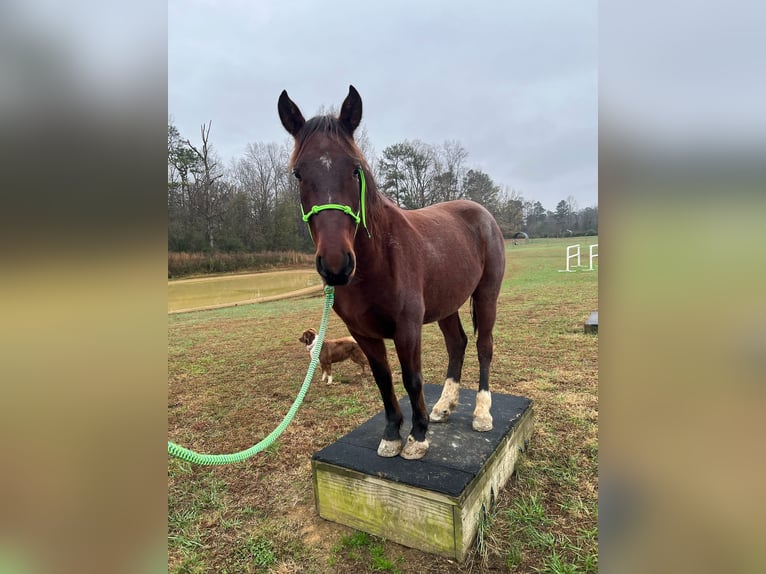 Mustang (americano) Castrone 4 Anni 147 cm Baio in 00
