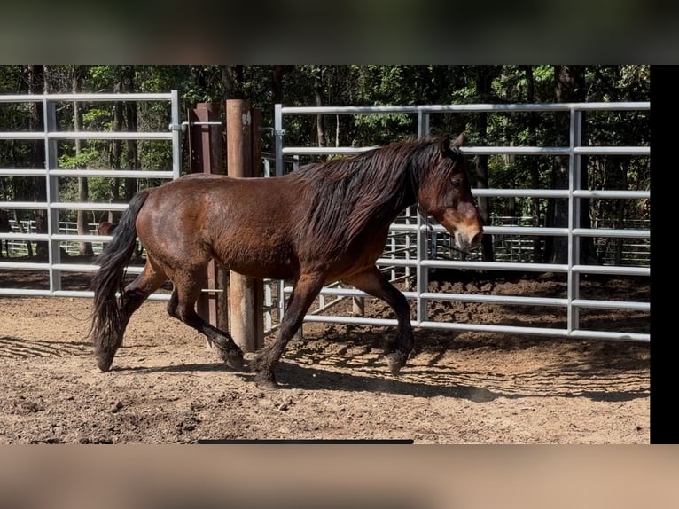 Mustang (americano) Castrone 4 Anni 150 cm Baio in 000