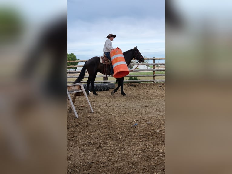 Mustang (americano) Castrone 4 Anni 157 cm Morello in Taunusstein