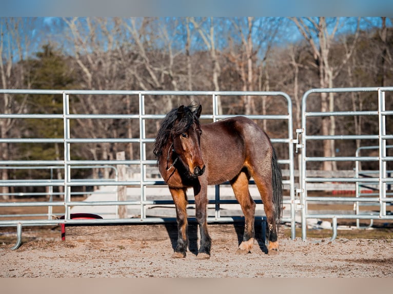 Mustang (americano) Castrone 5 Anni 140 cm Baio in Issigau