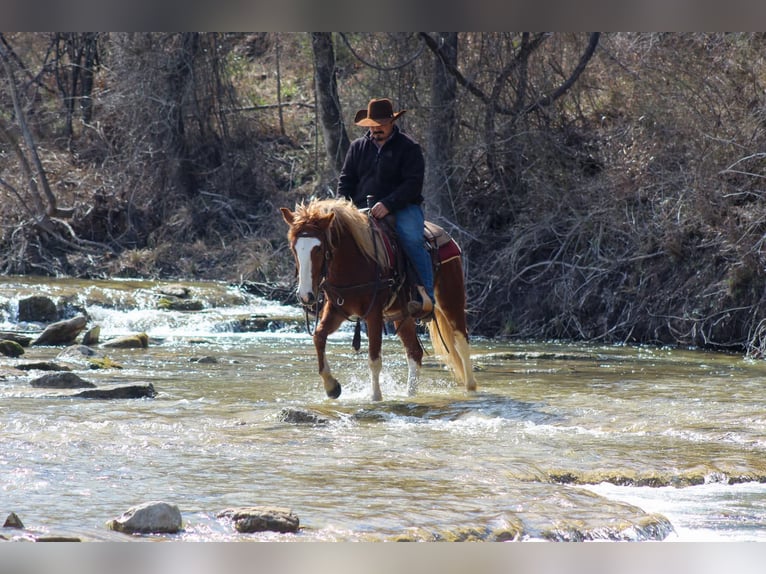 Mustang (americano) Castrone 5 Anni 142 cm Sauro scuro in Stephenville TX