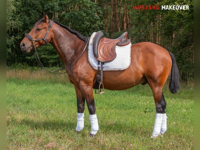 Mustang (americano) Castrone 5 Anni 146 cm Baio in Neu Drefahl