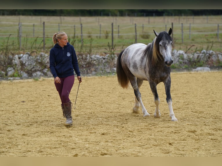 Mustang (americano) Castrone 5 Anni 150 cm Pezzato in Heinzenbach