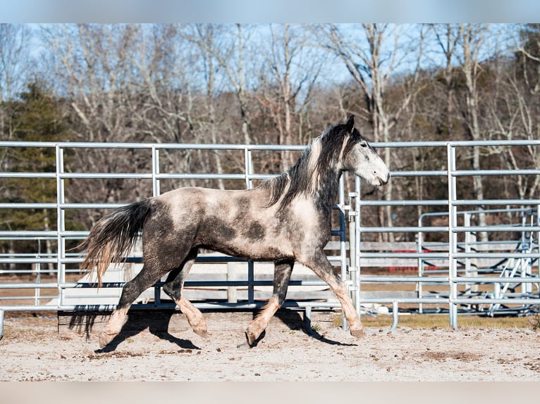 Mustang (americano) Castrone 5 Anni 150 cm Pezzato in Heinzenbach