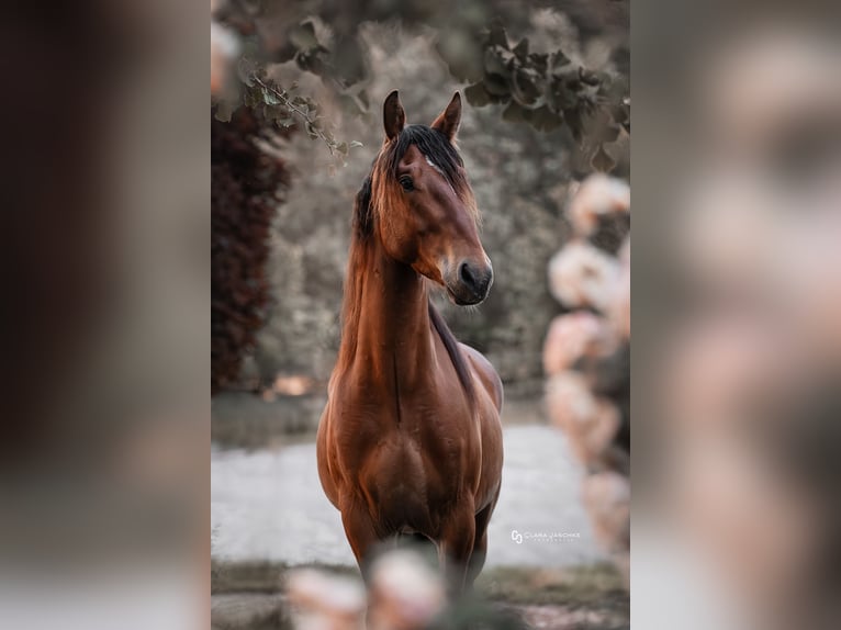 Mustang (americano) Castrone 5 Anni 151 cm Baio in Seeburg