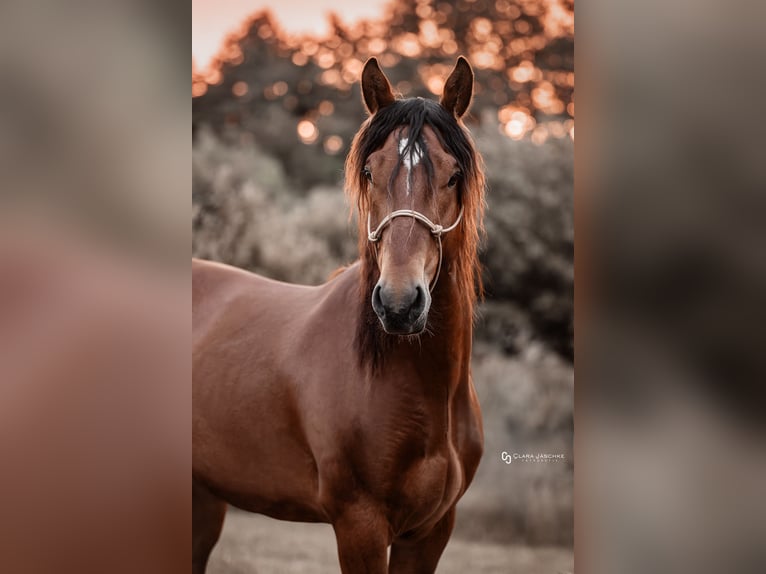 Mustang (americano) Castrone 5 Anni 151 cm Baio in Seeburg