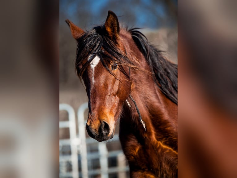 Mustang (americano) Castrone 5 Anni 151 cm Baio in Seeburg