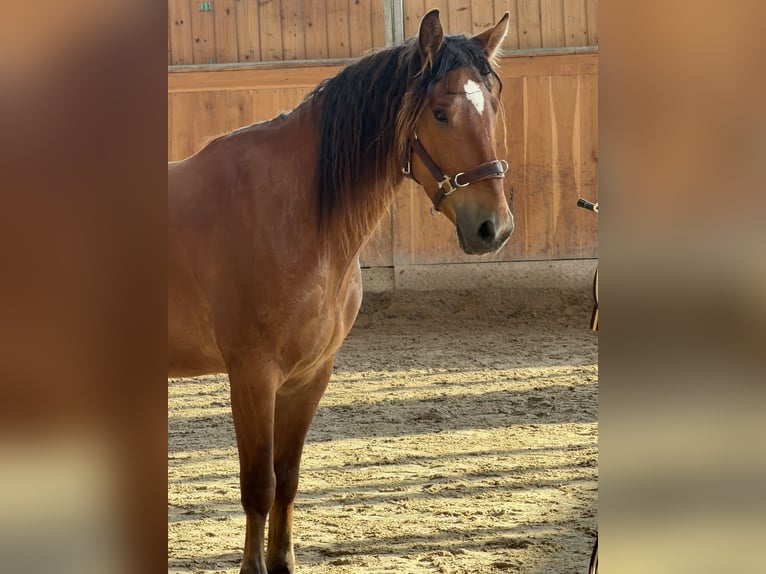 Mustang (americano) Castrone 5 Anni 151 cm Baio in Seeburg