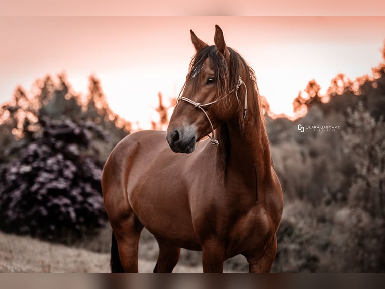 Mustang (americano) Castrone 5 Anni 151 cm Baio in Seeburg