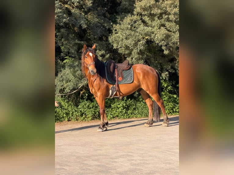 Mustang (americano) Castrone 5 Anni 151 cm Baio in Seeburg