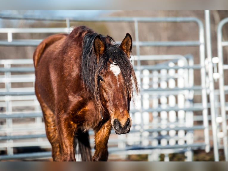 Mustang (americano) Castrone 5 Anni 151 cm Baio in Seeburg