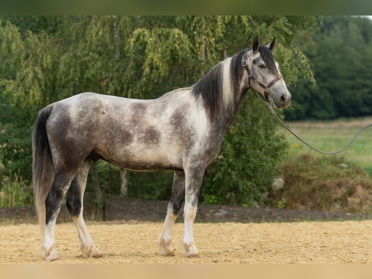 Mustang (americano) Castrone 5 Anni 151 cm Pezzato in Heinzenbach