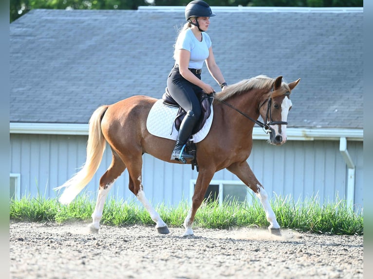 Mustang (americano) Castrone 5 Anni Sauro ciliegia in MIdway KY