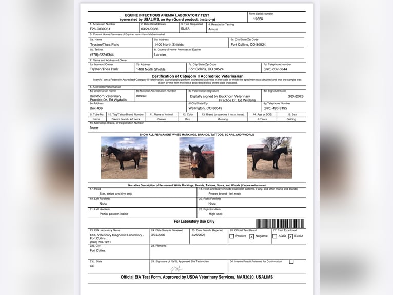 Mustang (americano) Castrone 6 Anni 145 cm Baio ciliegia in Fort Collins