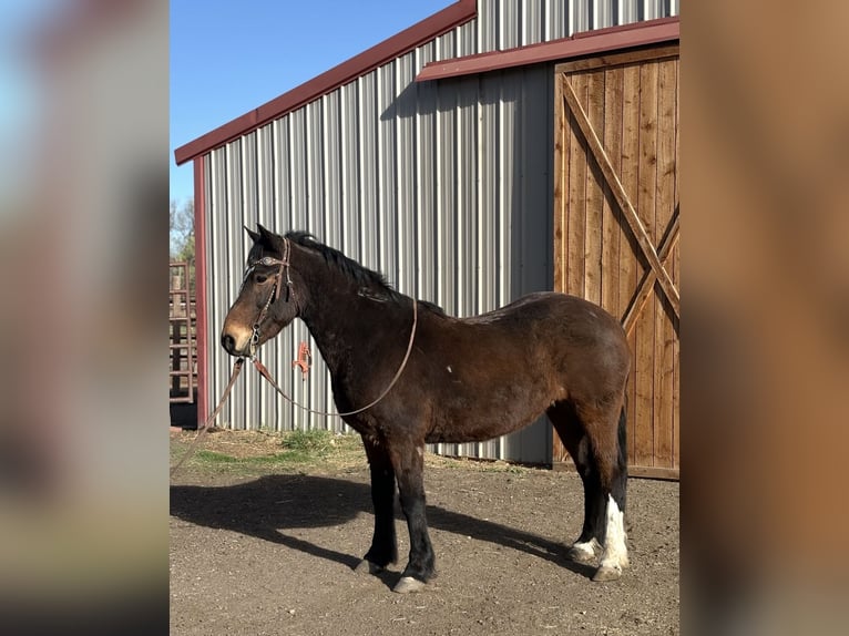 Mustang (americano) Castrone 6 Anni 145 cm Baio ciliegia in Fort Collins