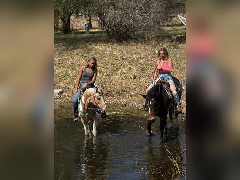 Mustang (americano) Castrone 6 Anni 145 cm Baio ciliegia in Fort Collins