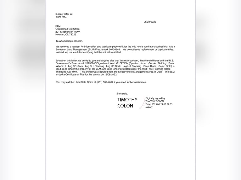 Mustang (americano) Castrone 6 Anni 145 cm Morello in Stephenville tX