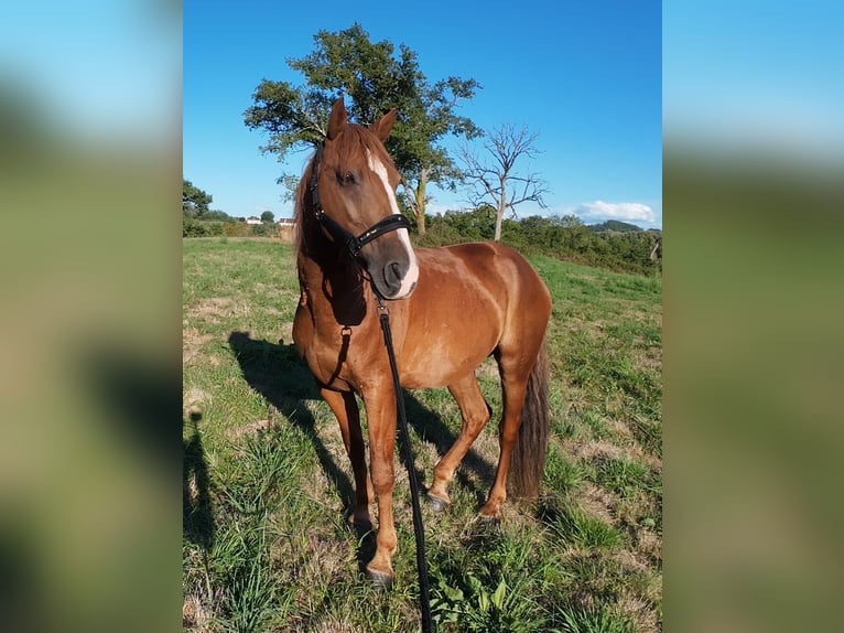 Mustang (americano) Castrone 7 Anni 144 cm Sauro in Branceilles