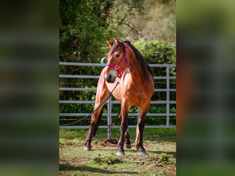 Mustang (americano) Castrone 7 Anni 147 cm Baio in Lauchringen