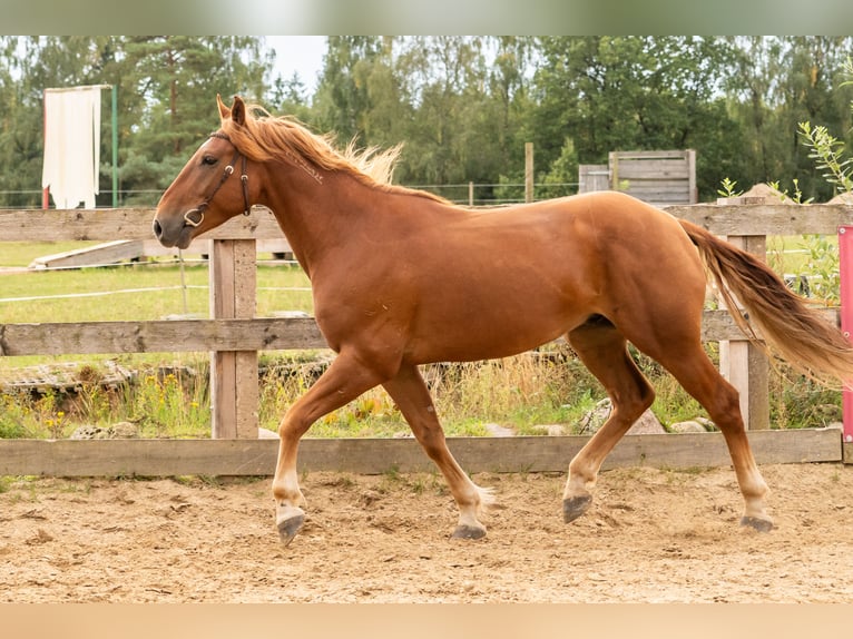 Mustang (americano) Castrone 7 Anni 147 cm Sauro in Neu Drefahl