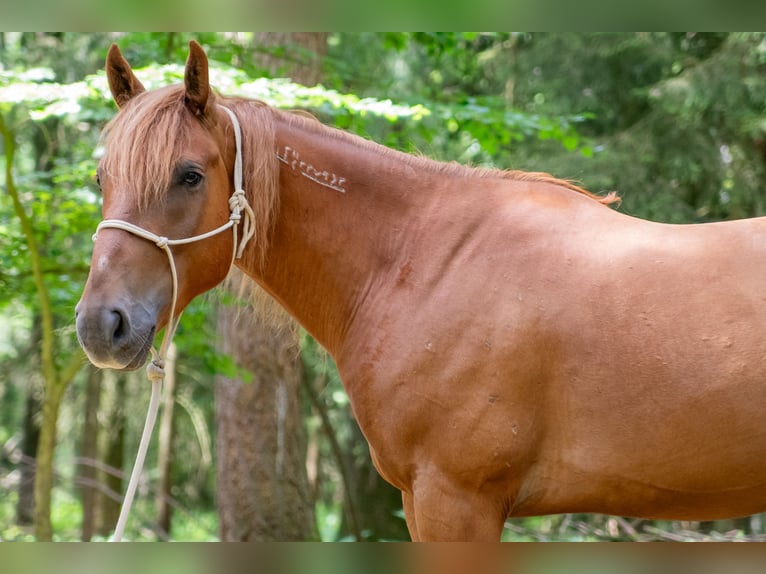 Mustang (americano) Castrone 7 Anni 147 cm Sauro in Neu Drefahl