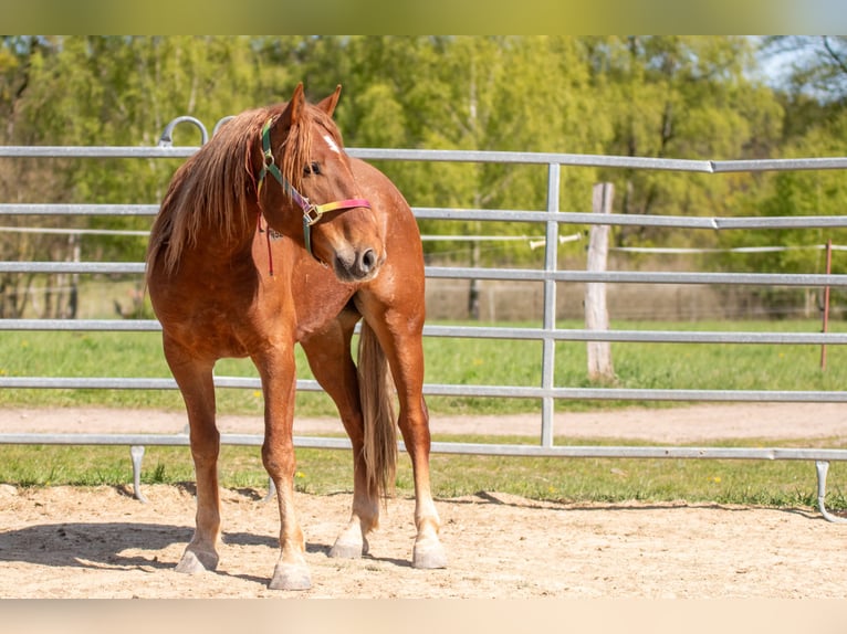Mustang (americano) Castrone 7 Anni 147 cm Sauro in Neu Drefahl