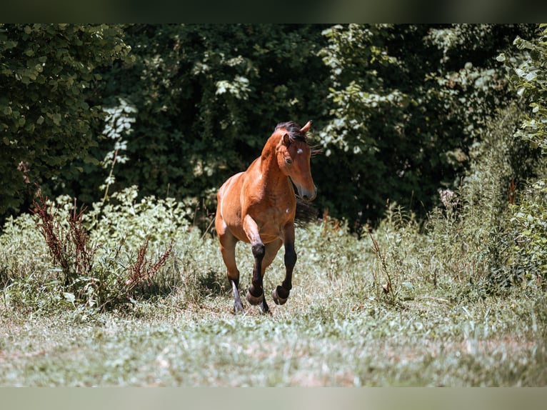 Mustang (americano) Castrone 7 Anni 149 cm Baio in Lauchringen