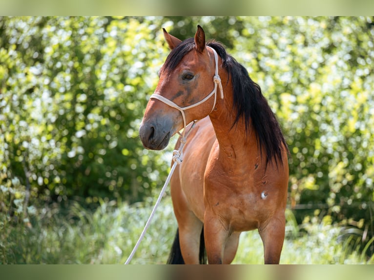 Mustang (americano) Castrone 7 Anni 149 cm Baio in Lauchringen