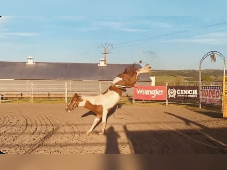 Mustang (americano) Castrone 7 Anni 149 cm in Cortevaix