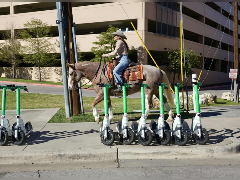 Mustang (americano) Castrone 7 Anni 150 cm Roano rosso in Georgetown