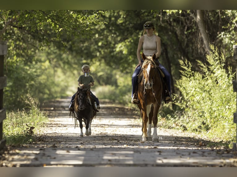 Mustang (americano) Castrone 7 Anni 150 cm Sauro scuro in Weatherford