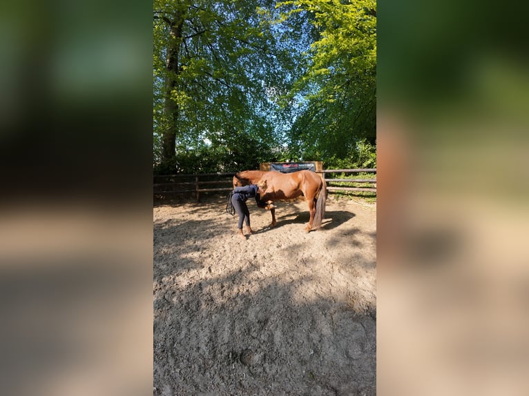 Mustang (americano) Castrone 7 Anni 152 cm Sauro in Branceilles