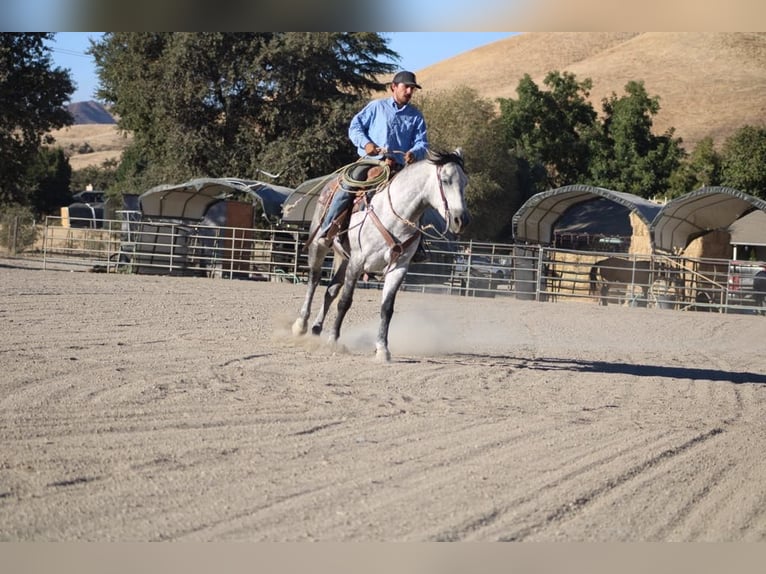 Mustang (americano) Castrone 7 Anni 163 cm Grigio pezzato in King City CA