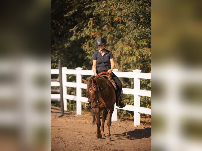 Mustang (americano) Castrone 8 Anni 145 cm Sauro scuro in Oberlangen