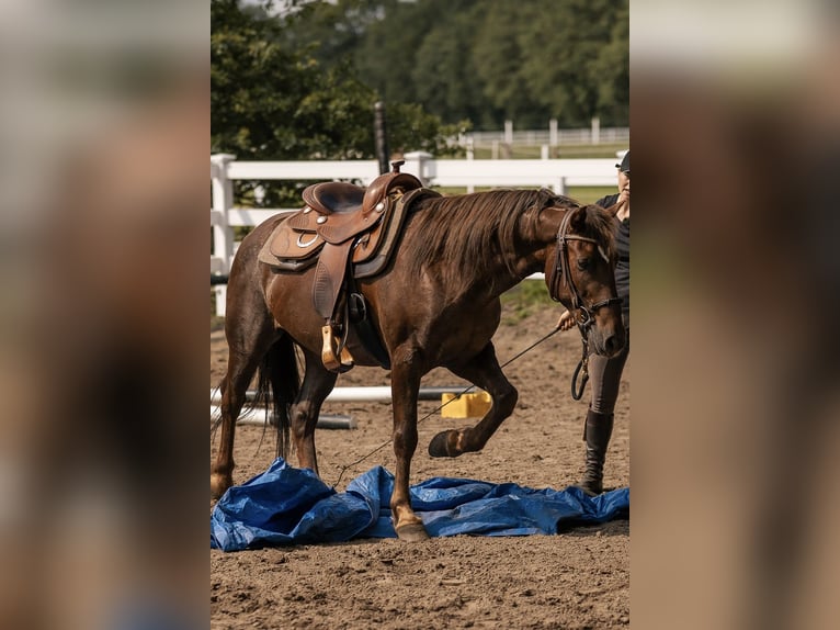 Mustang (americano) Castrone 8 Anni 145 cm Sauro scuro in Oberlangen