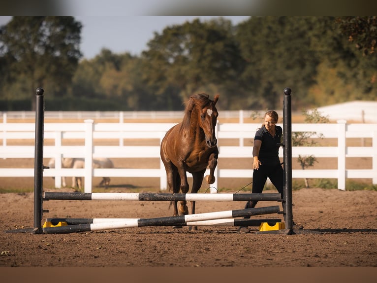 Mustang (americano) Castrone 8 Anni 145 cm Sauro scuro in Oberlangen